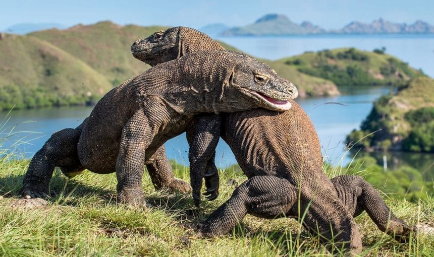 Labuan Bajo & Komodo Islands โ The Dragon’s Realm